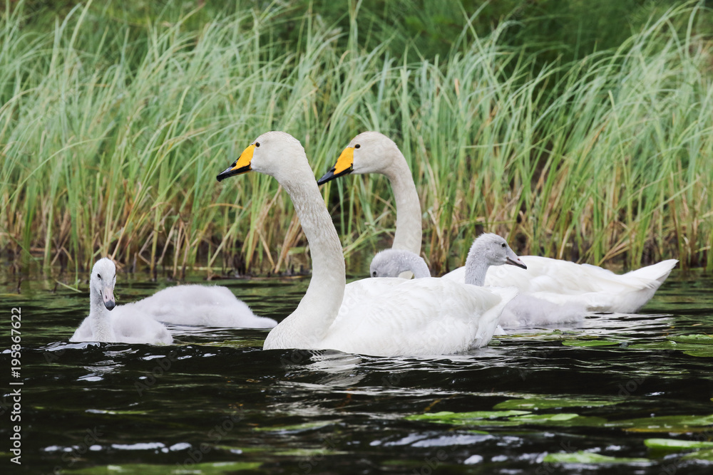 Whooper swans
