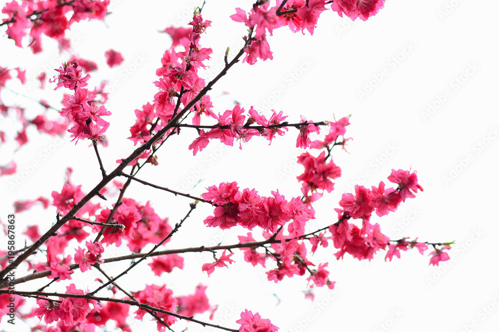 Isolated of beautiful cherry blossom name Sakura in spring time, Japan Isolated of beautiful cherry blossom name Sakura in spring time, Japan