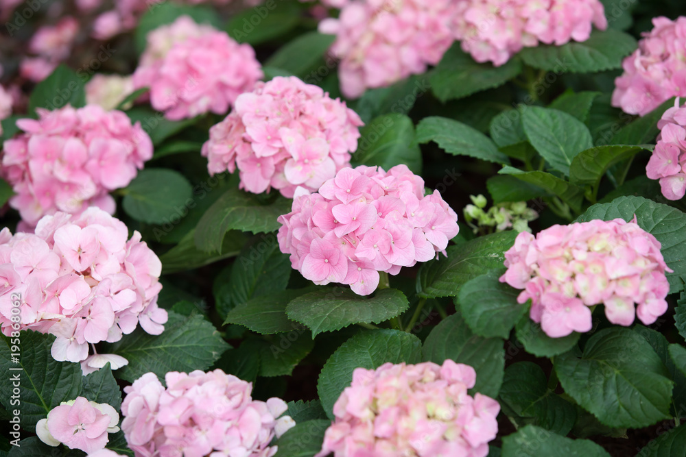 hydrangea flowers garden. hydrangea flowers garden.