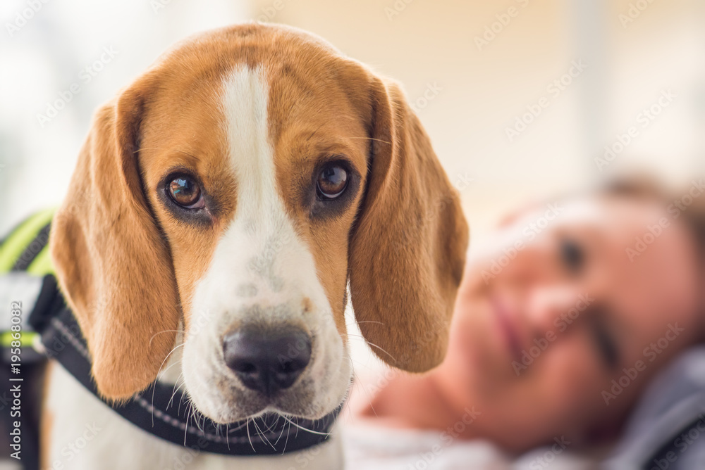 Dog young beagle looking up at the camera