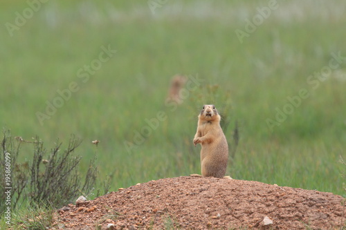 Utah Prairie Dog - Bryce Canyon National Park photo