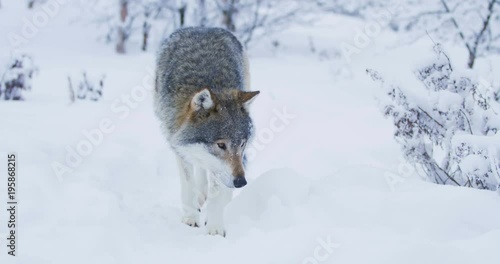Large beautiful wolf walking closer to camera in snowy winter landscape