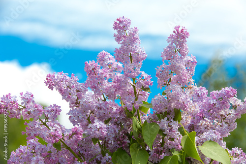 Blooming lilac in the spring garden