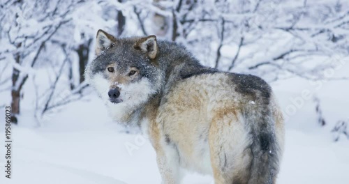 Large wolf walking away into snowy winter landscape