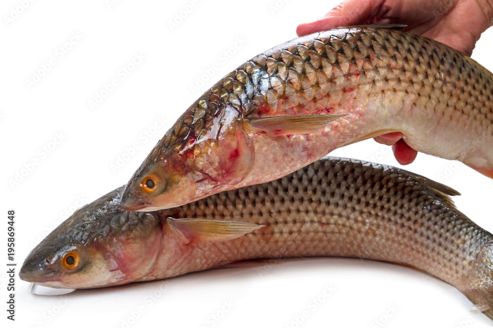 Fresh mullet in hand