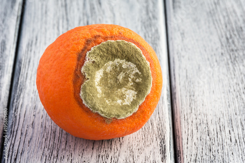 Quadro em tela Mandarin with mould