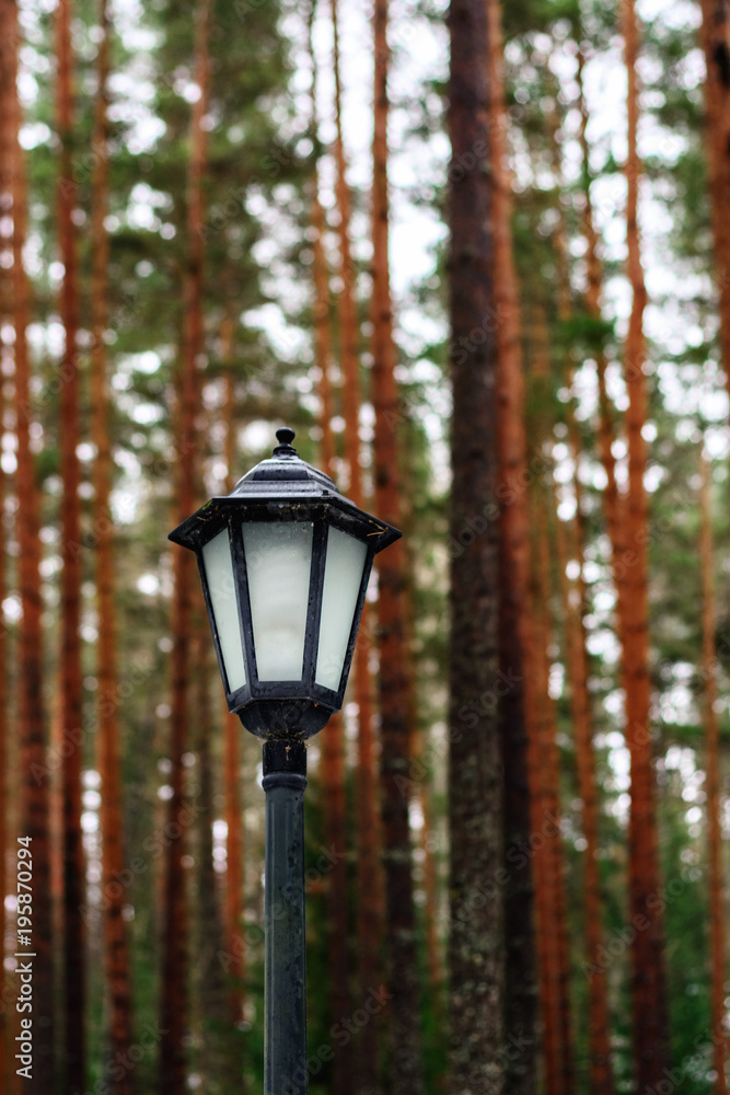 Lantern in the forest.