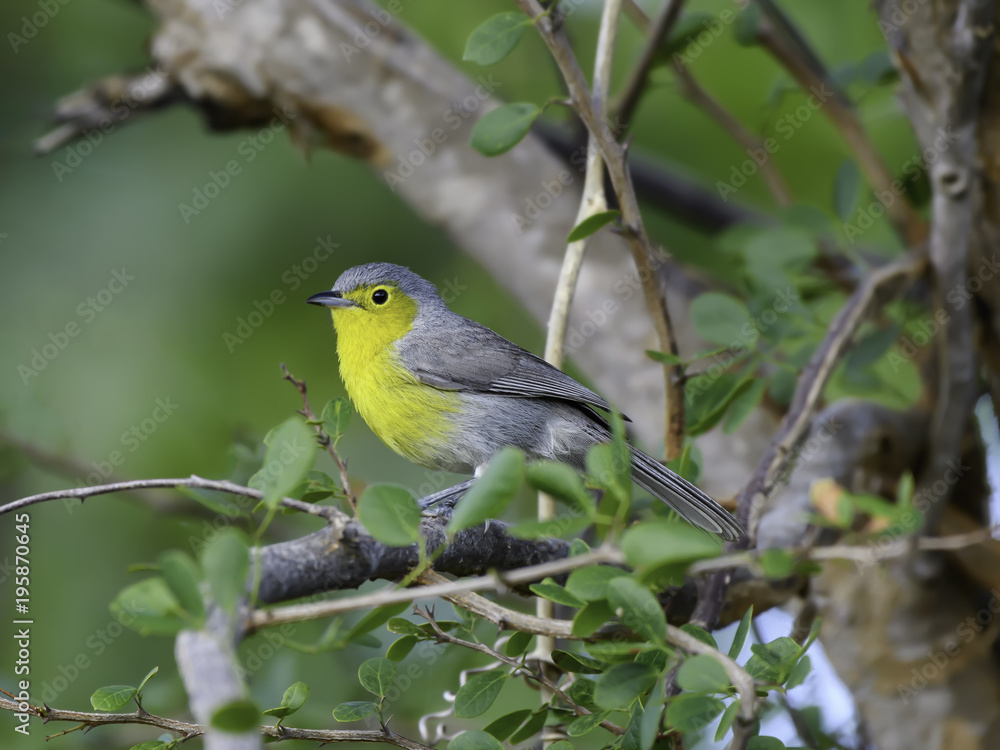   Oriente Warbler Perched in Trees