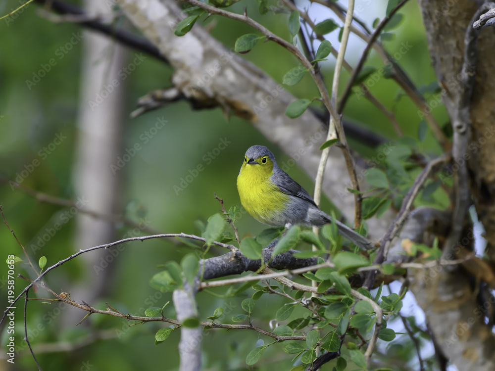 Oriente Warbler Perched in Trees Oriente Warbler Perched in Trees