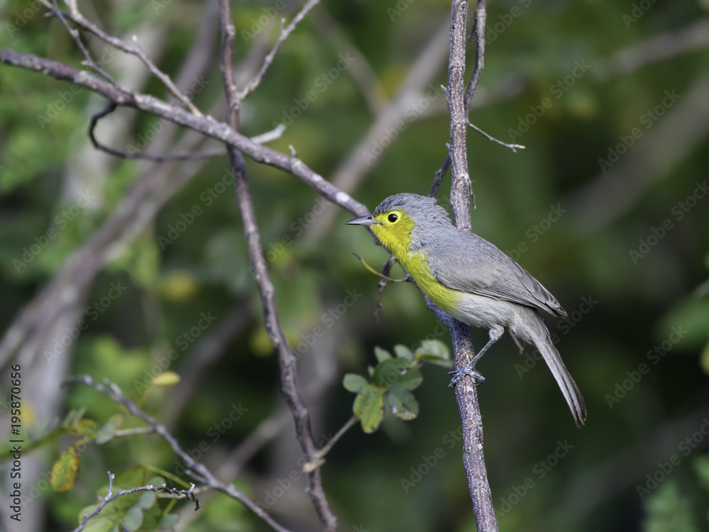 Obraz premium Oriente Warbler Perched in Trees