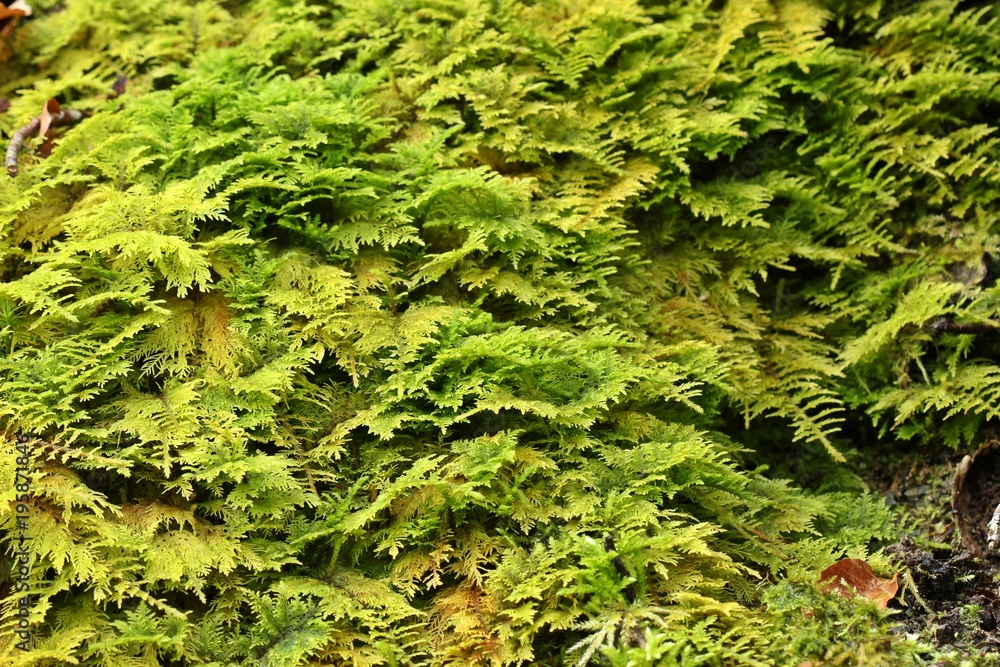 Thuja-Tamariskenmoos (Thuidium tamarascinum)
Thuja-Tamariskenmoos (Thuidium tamarascinum)