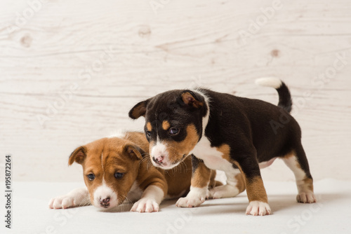 Two cute basenji puppies © o_lypa