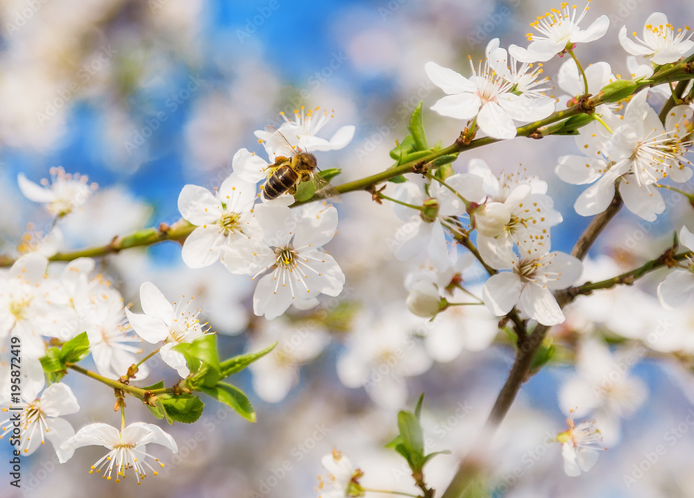 Spring Cherry Blossom Honey bee flying on blooming flowers. Spring Cherry Blossom Honey bee flying on blooming flowers.