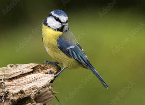 Blue Tit © Barry