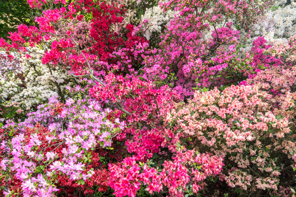 Bunte Azaleen Sträucher im Garten in voller Blüte Bunte Azaleen Sträucher im Garten in voller Blüte