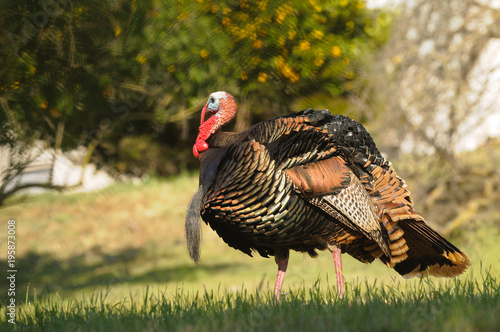 Tom turkey struting looking for a mate in the spring