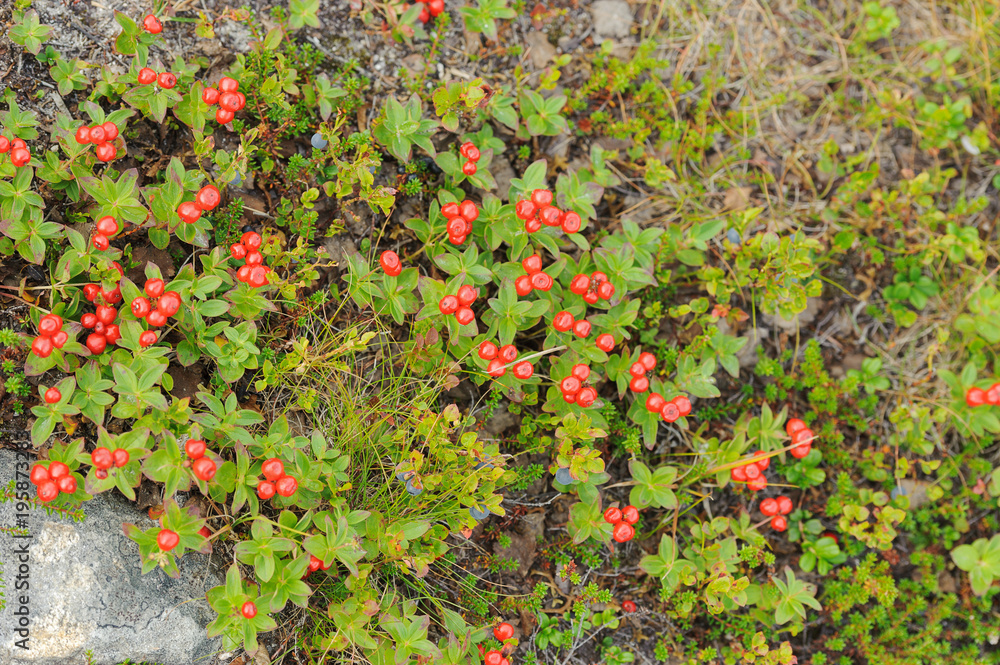 Red forest berries in the tundra in autumn colors on the moss background. Tundra.