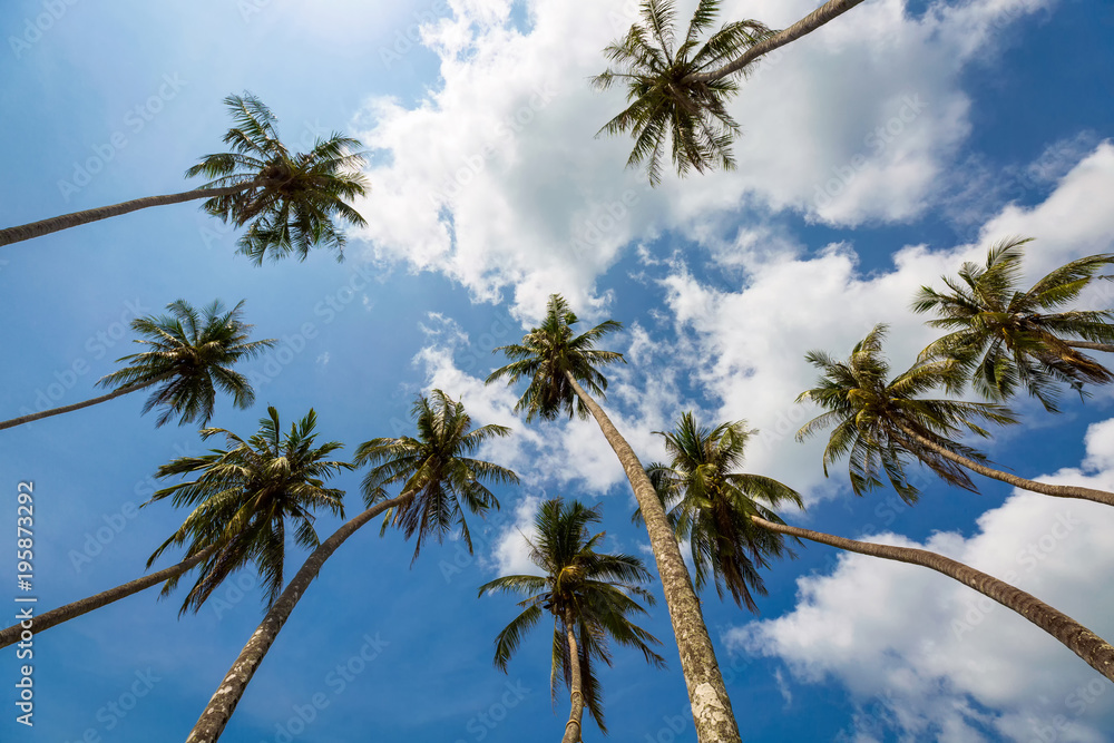 Fototapeta premium Coconut palm tree