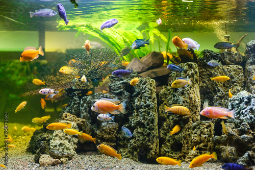 Aquarium colourfull fishes in dark deep blue water © Angelov