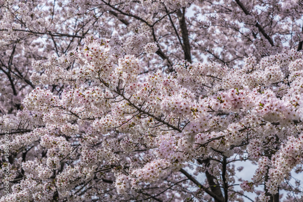 Sakura blossom cherry tress in spring time , Japan. Selective focus Sakura blossom cherry tress in spring time , Japan. Selective focus