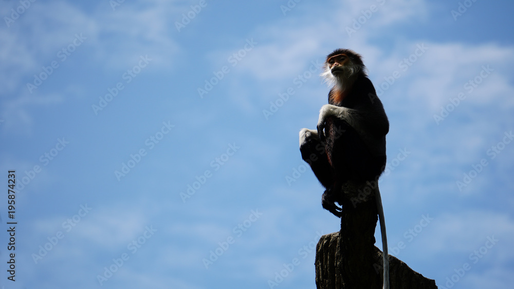 Red-shanked douc monkey sitting on tree top with sky background, business concept Red-shanked douc monkey sitting on tree top with sky background, business concept
