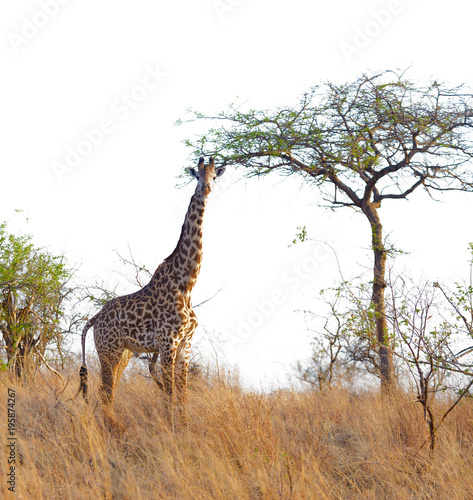 Closeup of Masai Giraffe  scientific name  Giraffa camelopardalis tippelskirchi or  Twiga  in Swaheli  n the Serengeti Tarangire  Lake Manyara  Ngorogoro National park Tanzania