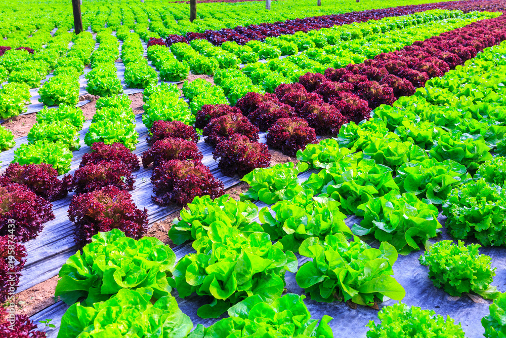 Organic green lettuce plants or salad vegetable cultivation in red soil  wrapped a black polyethylene film at greenhouse farm. Concept of healthy  eating. Farming. Food production. Somewhere in Portugal Photos | Adobe