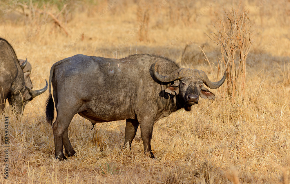 Closeup of Buffalo (scientific name: Syncerus caffer or Closeup of Buffalo (scientific name: Syncerus caffer or