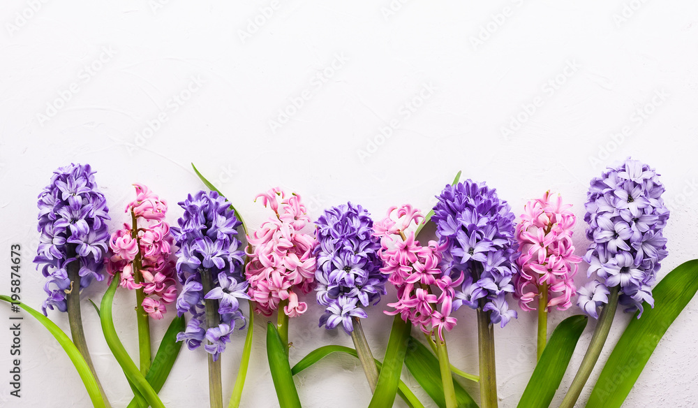 Obraz premium Lilac and pink hyacinths.