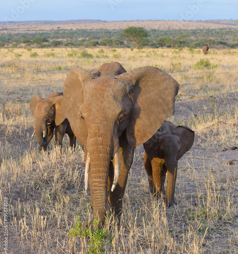 Closeup of African Elephant (scientific name: Loxodonta africana, or 