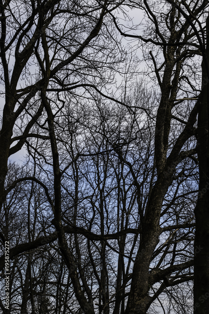 Into the forest i go Into the forest i go