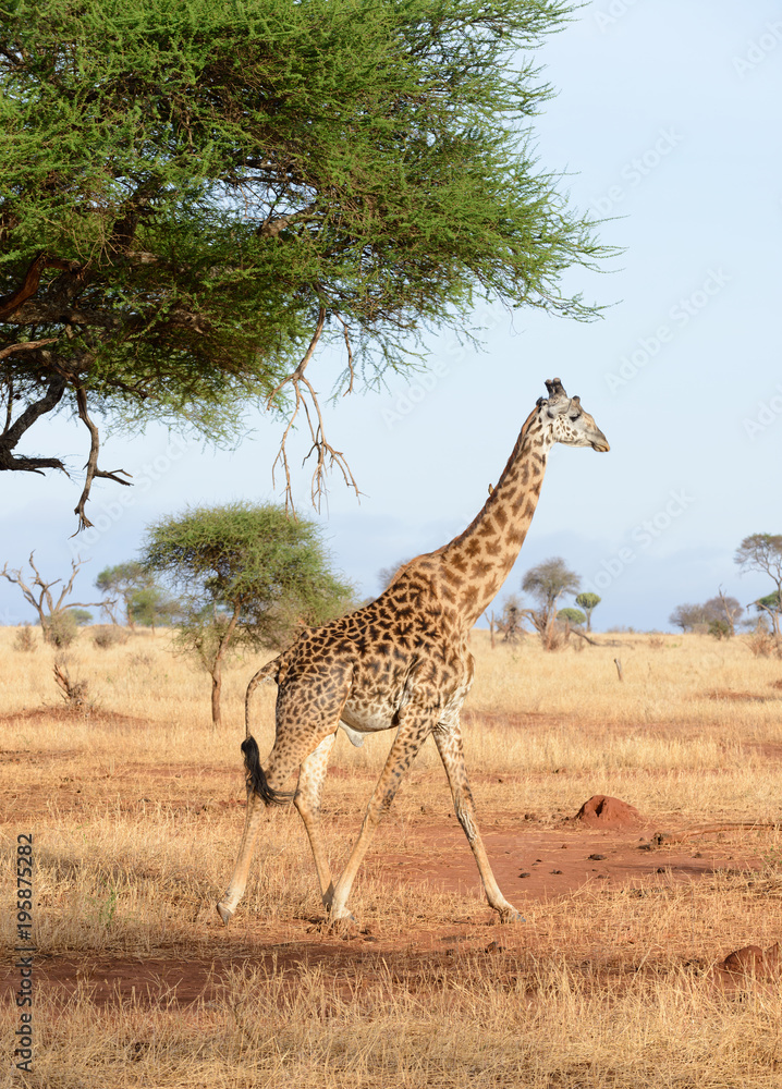 Obraz premium Closeup of Masai Giraffe (scientific name: Giraffa camelopardalis tippelskirchi or