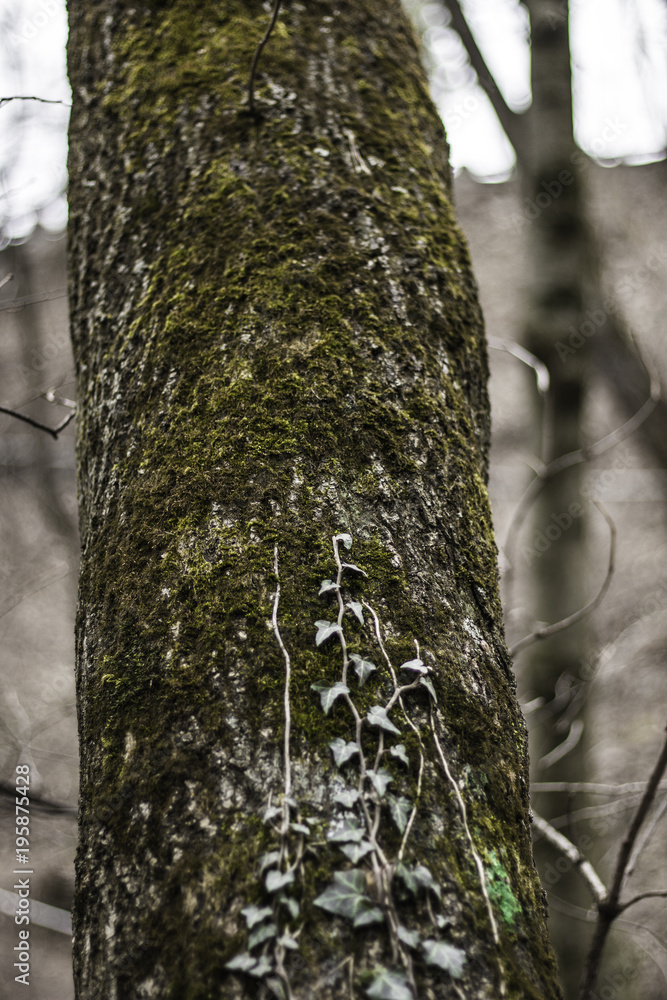 Fototapeta premium Into the forest i go