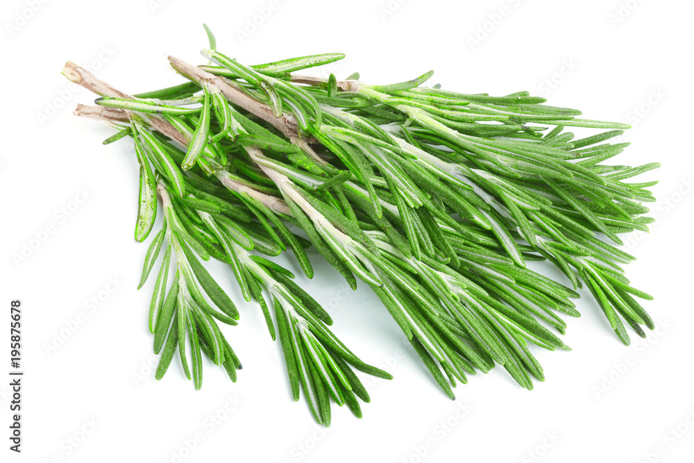 Fresh green rosemary isolated on a white background Fresh green rosemary isolated on a white background