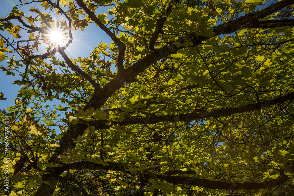 Obraz premium summer tree