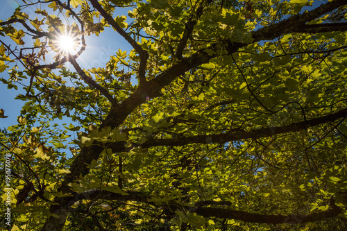 summer tree