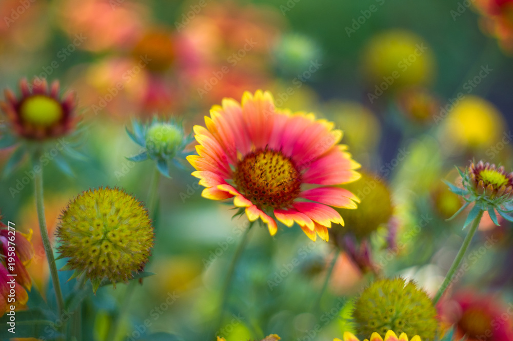 pollination by bees colorful flowers Gaillardia in the garden pollination by bees colorful flowers Gaillardia in the garden