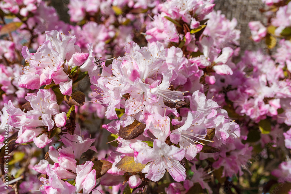 A close-up of the blossoms of a Rhododendron obtusum 'Kermesina Rose'. A close-up of the blossoms of a Rhododendron obtusum 'Kermesina Rose'.