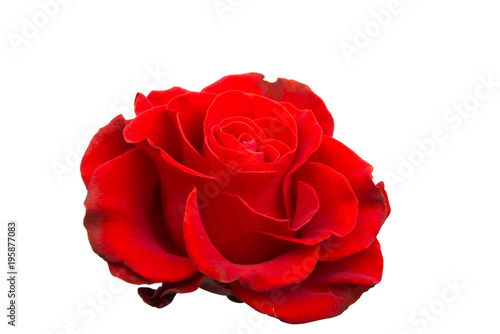 Fototapeta Naklejka Na Ścianę i Meble -  red rose isolated