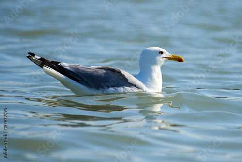 Seagull swimming on the sea. Seagulls are seabirds of the family Laridae in the suborder Lari.