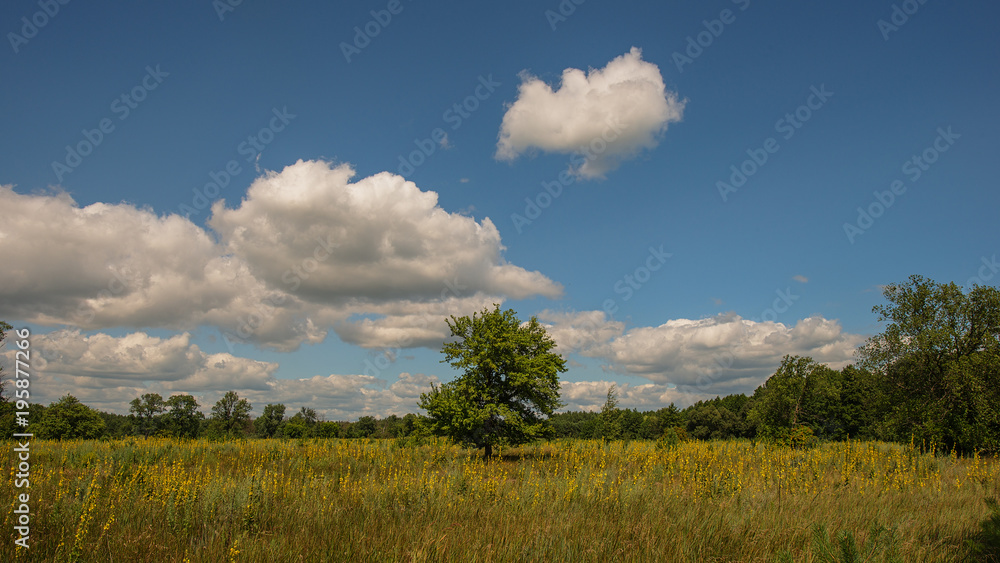 green tree on a meadow and a forest background.