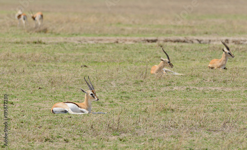 Closeup of Thompson's Gazelle (scientific name: Gazella thompsoni, or "Swala tomi" in Swaheli) in the Serengeti/Tarangire, Lake Manyara, Ngorogoro National park, Tanzania
