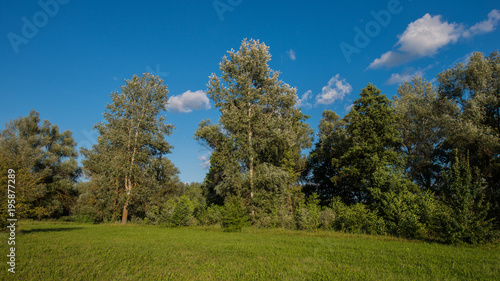 green trees on a meadow and a forest background.
