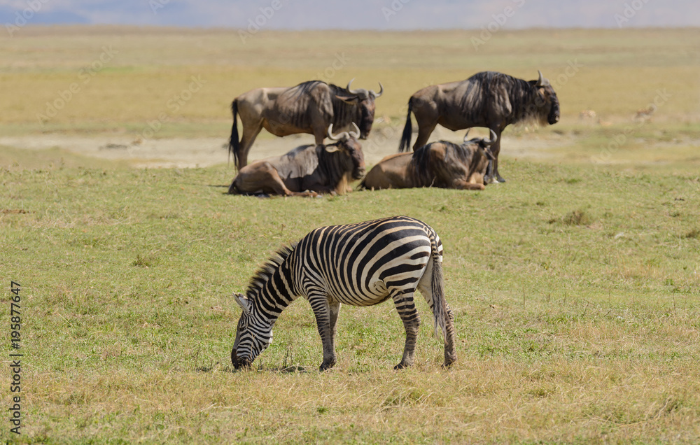 Fototapeta premium Closeup of Burchell's Zebra image taken on Safari in the Serengeti/Tarangire, Lake Manyara, Ngorogoro National park, Tanzania
