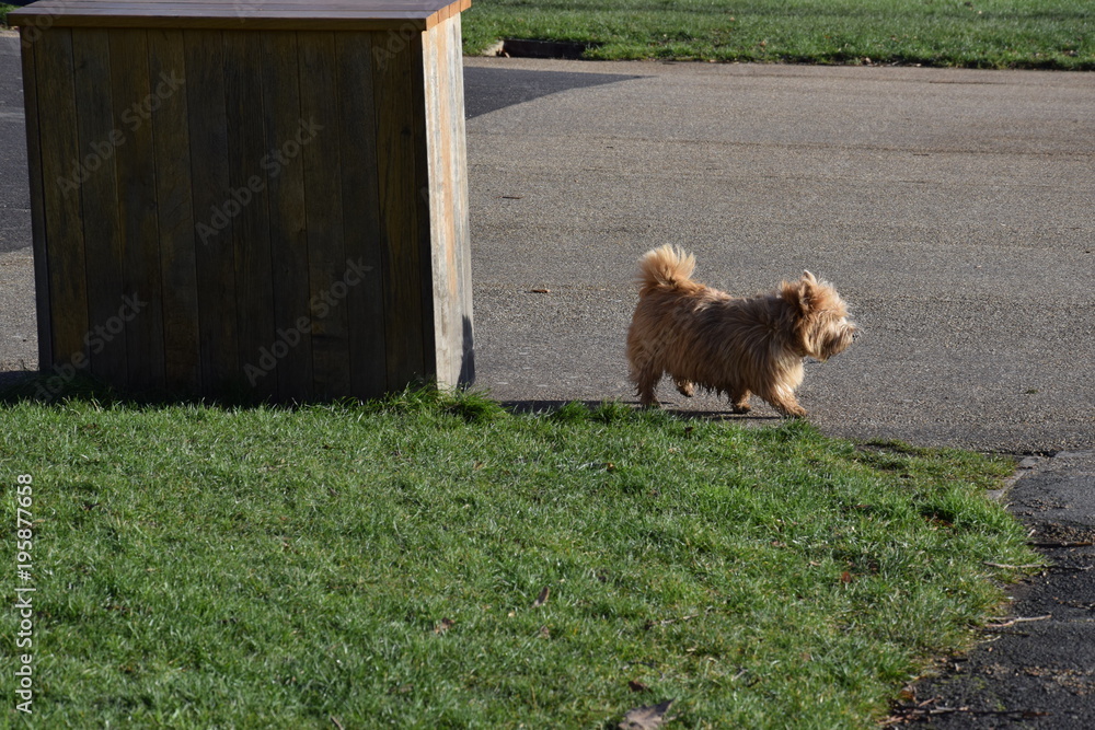 Fototapeta premium little dog on a walk by humself