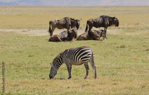 Fototapeta Naklejka Na Ścianę i Meble -  Closeup of Burchell's Zebra image taken on Safari in the Serengeti/Tarangire, Lake Manyara, Ngorogoro National park, Tanzania