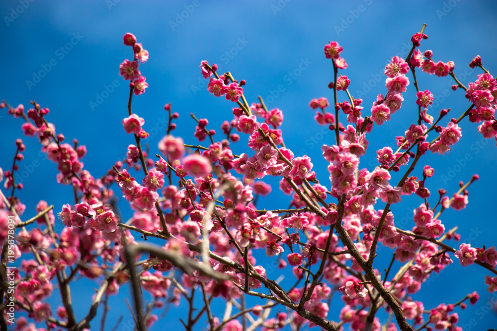Red plum and blue sky