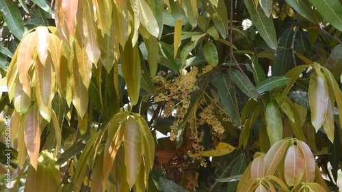 New leaves of  Mango Fruits from South India