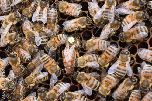 Bienen mit Königin Buckfast © Andreas