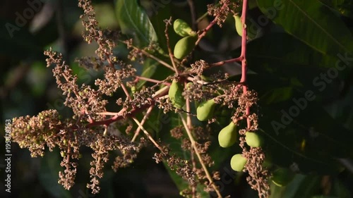 Fresh Mango buds from India